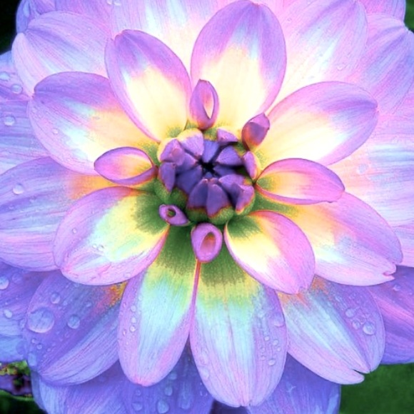 Meet your Posher, Molly - Picture 1 of 1